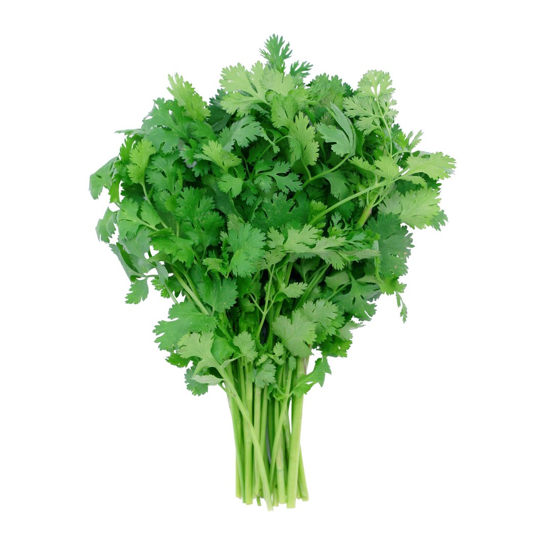 Cilantro