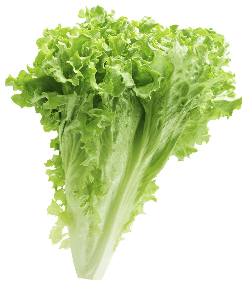 Lettuce